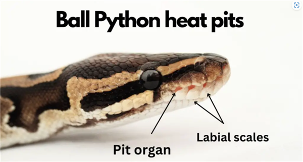 图源：ballpythonbreeder.co.uk