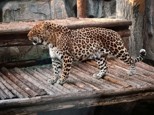 花豹，拍摄于石家庄动物园作者拍摄