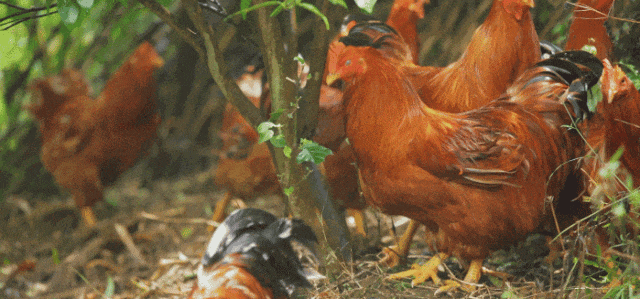 图源：广东疾控