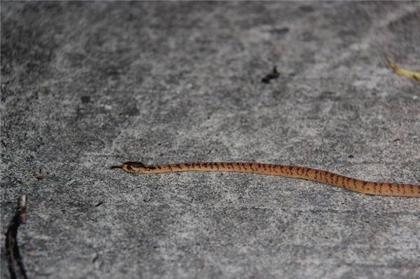  缅甸钝头蛇 何鑫 摄于 海南尖峰岭