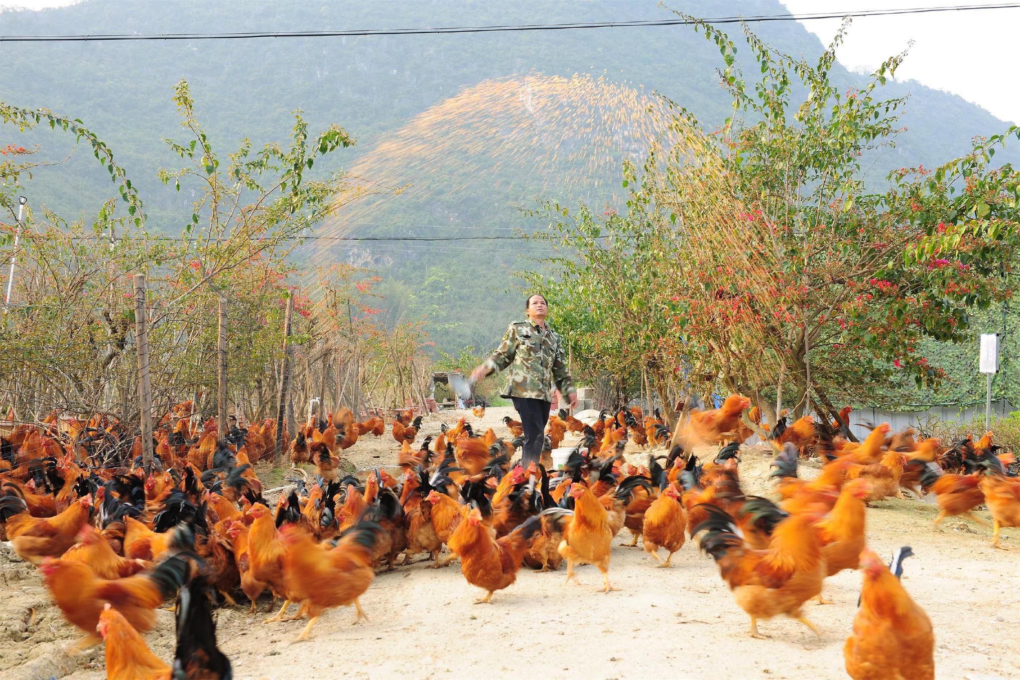 图:饲养员黄保全正在抛散玉米喂鸡。