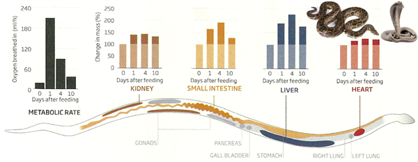 蛇的代谢 图源：universe-review.ca