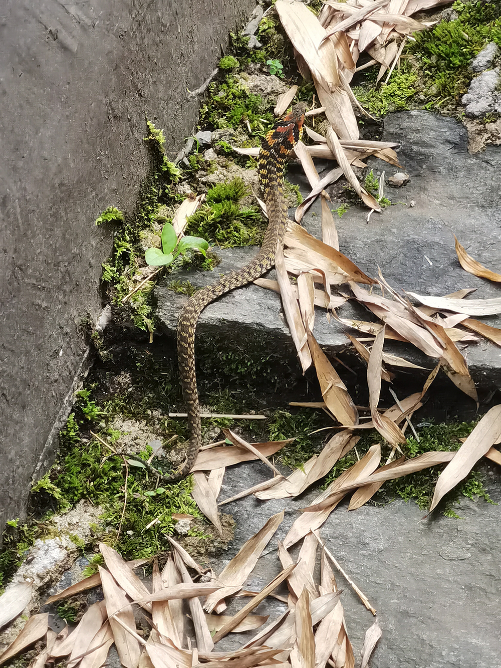 云南发现会捕食蟾蜍"炼毒"的蛇,受威胁时颈部腺体释放毒液