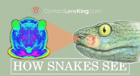 图源：ContactLensKing.com