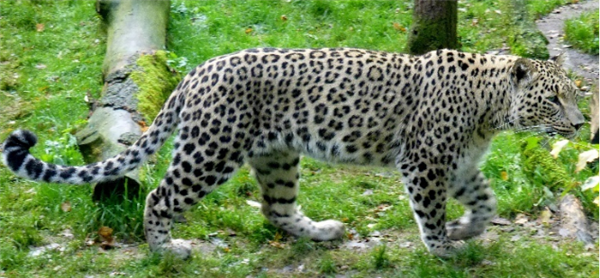 最大的花豹亚种—波斯豹，图源维基百科