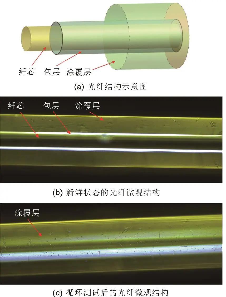图7 光纤结构及老化前后的微不雅结构光学图片