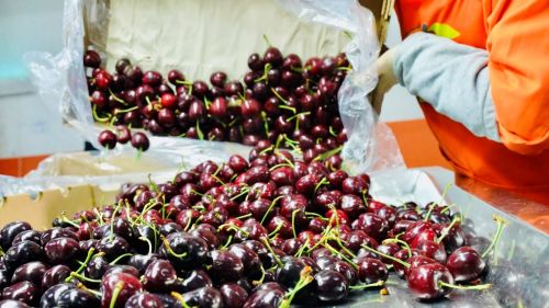 年货节以来，拼多多上的智利车厘子包邮直达西藏。王雁昕|摄