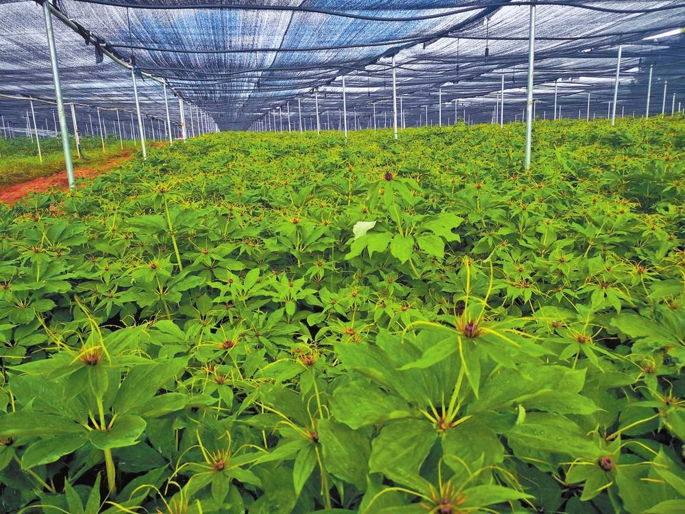 云南白药集团重楼种植基地