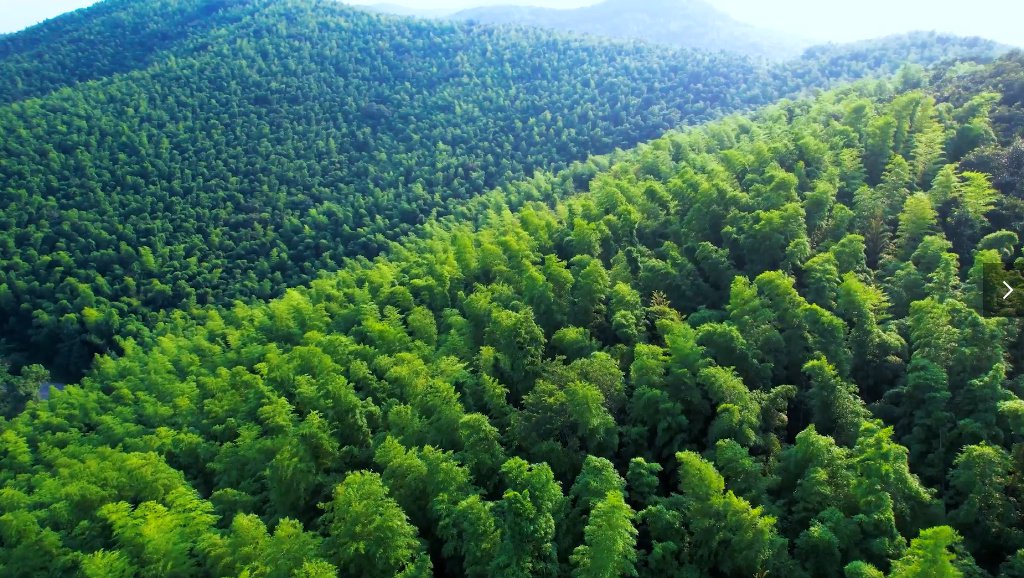 江西资溪竹林航拍图