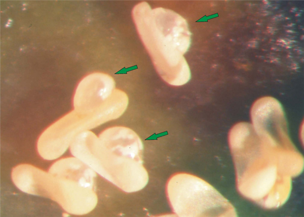 △ 被寄生的蓟马卵