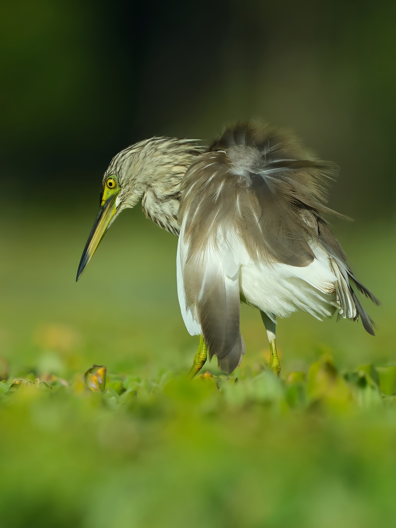 后期二次构图后的照片