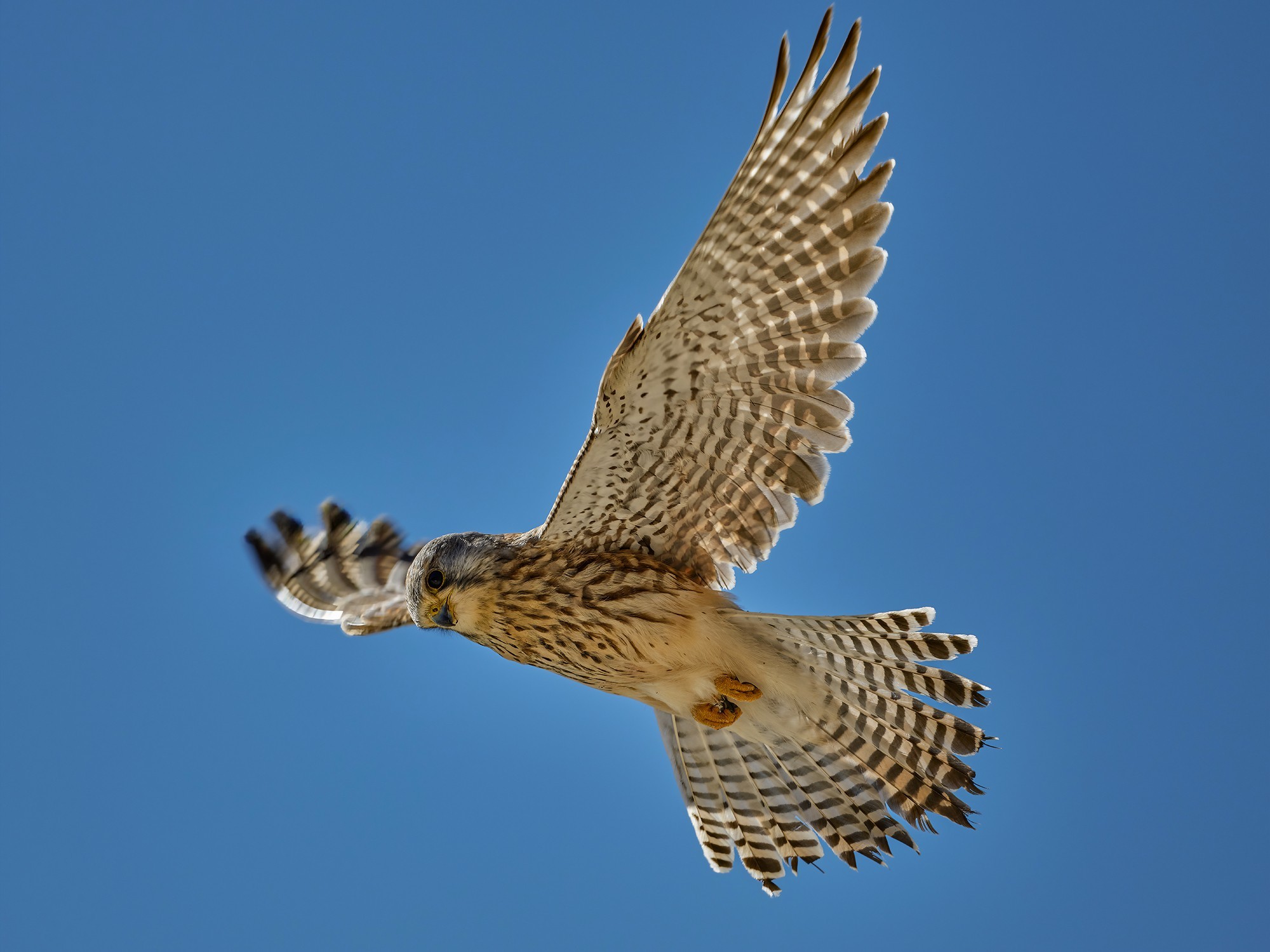 焦段：500mm，快门：1/1250s，光圈：F5.6，ISO：320（红隼）