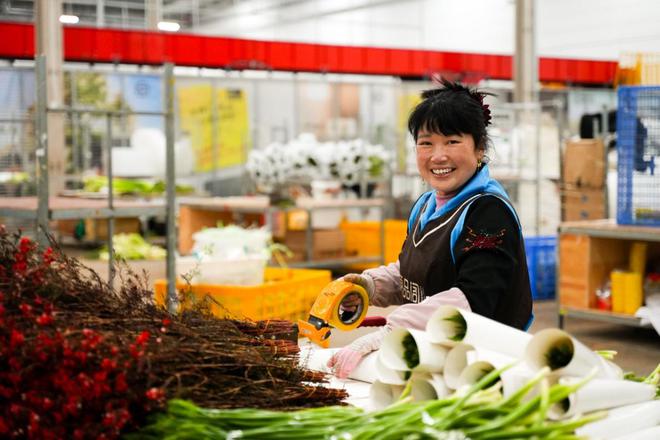 ▲“花颜悦色”仓库里，花材经过多道工序挑选处理后，将飞向全国各地。闵杉/摄