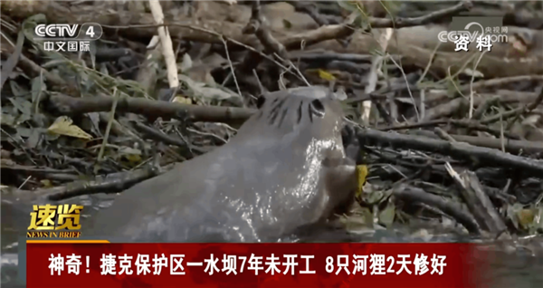 图片来源于网络