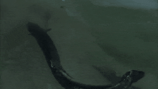 当面对比自己大的猎物时，它们会像鳄鱼一样用“死亡翻滚”来撕咬猎物。图源：《河中巨怪》（River Monsters）