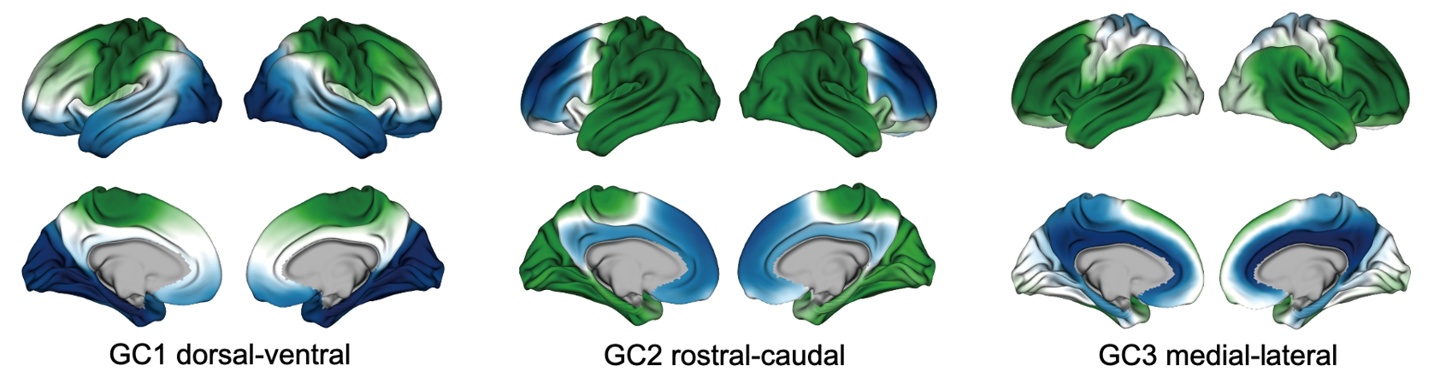 ▲ 全局连接拓扑在大脑皮层上的分布