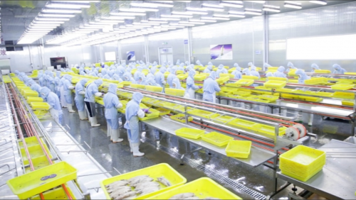 ▲拼多多年货节带动海鲜产品热销，赵鹏大连工厂更加忙碌。受访者供图