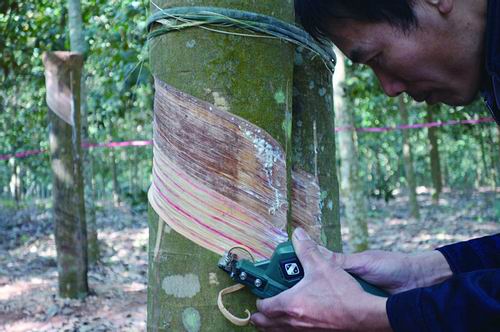 中国热带农业科学院供图