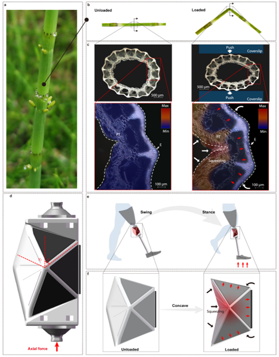 ▲ 仿马尾草抗弯折机制的软体结构设计