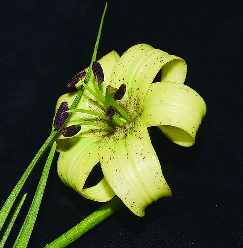 ▲黄龙百合花。