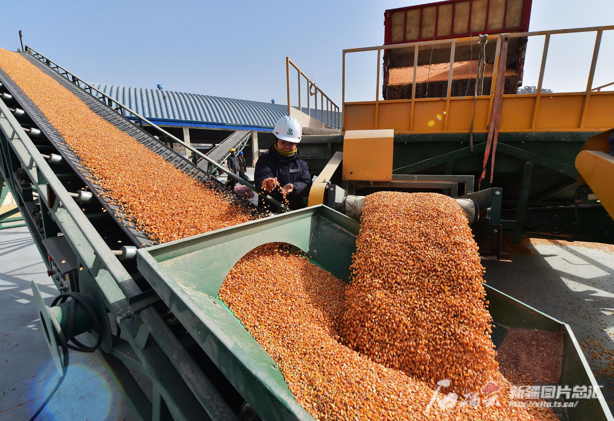 巴州90万亩籽粒玉米陆续入仓