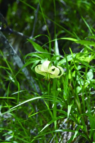 ▲黄龙百合开花植株。