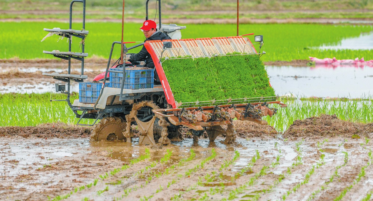 海口龙华区龙泉镇新联村:机械插秧忙 稻田换"绿装"