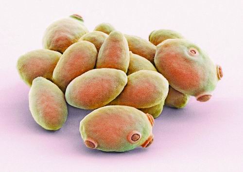 图片来源：NCMIR