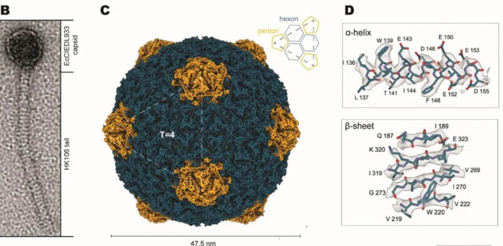 （来源：bioRxiv）