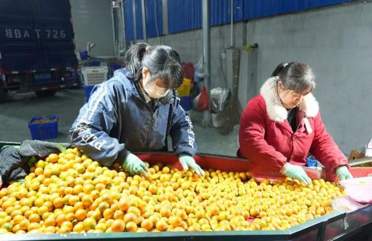 ▲融安掀起“脆蜜热”，当地村民通过分拣、打包也能月收四五千元。（摄影 李孟麟）