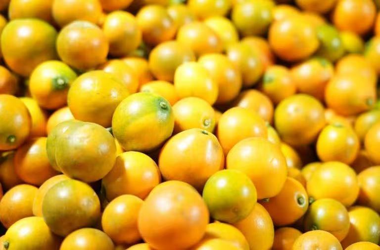 ▲平台惠商政策相继出台，助推脆蜜金桔成顶流水果。（摄影 李孟麟）