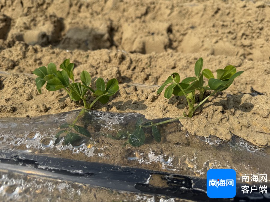 良种接连落地，海南鲜食花生蓄力俘获“吃货”|海南省_新浪财经_新浪网