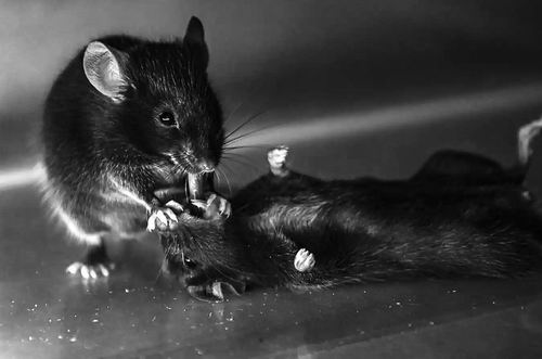 图片来源：Sun Wenjian等