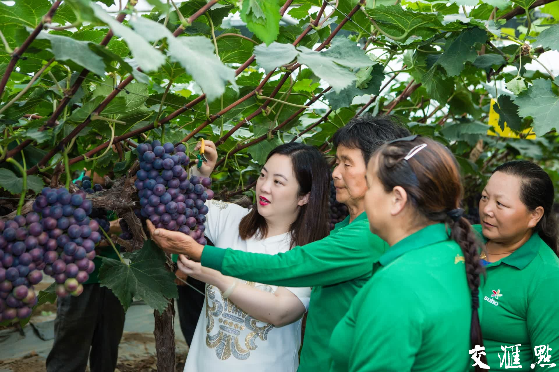 新江苏·新农人|曾嬿:领头“嬿”种出“甜蜜果”|江苏省_新浪财经_新浪网