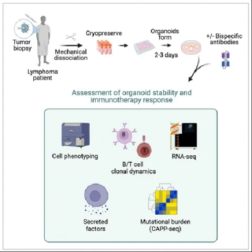 △ 滤泡性淋巴瘤类器官（PDLO）构建评估流程示意图。