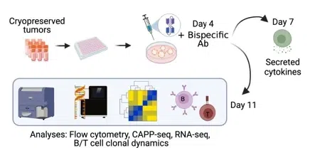 △ PDLO 在第 4 天用双特异性抗体治疗。使用多模式分析方法来表征治疗后的细胞反应。