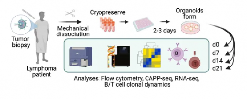 △ 对淋巴瘤患者进行活检分离、解离和冷冻保存。类器官在培养物中产生并生长长达 21 天。