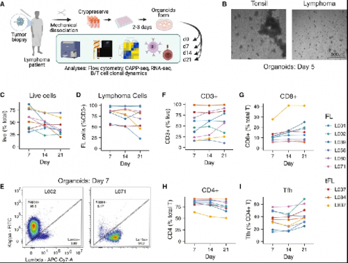 △ 患者来源的淋巴瘤类器官是滤泡性淋巴瘤肿瘤微环境的稳健稳定的体外系统。