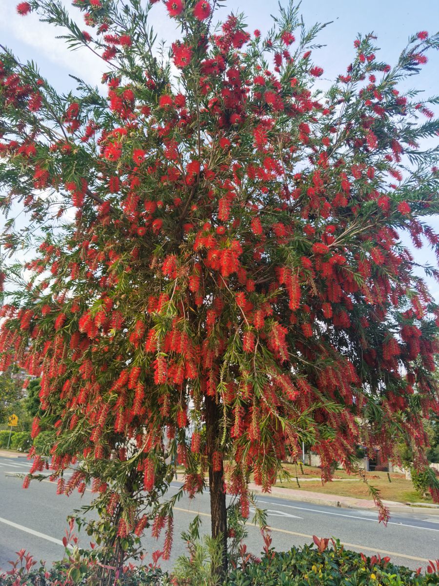 红黑树，红黑树难吗