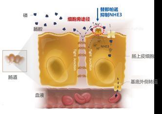 图1 替那帕诺作用机制暗示图