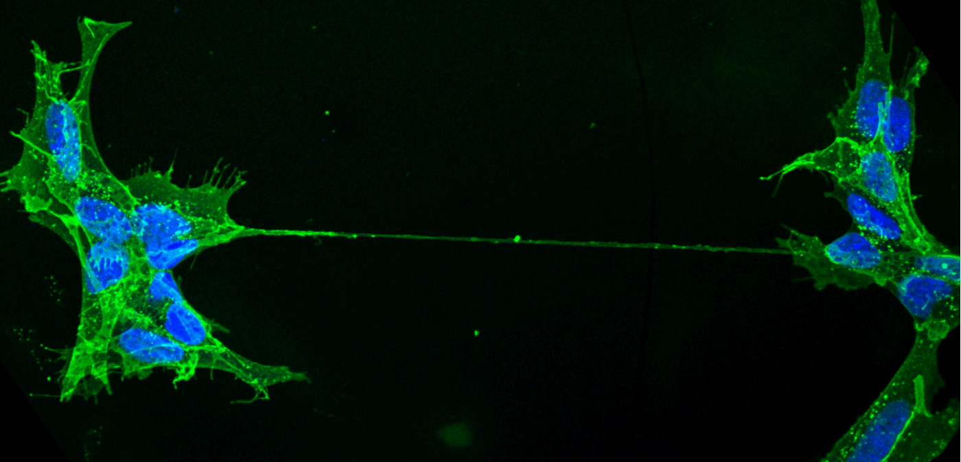 ▲ 通过纳米管连接的人类神经元细胞