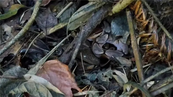 △ 图片里有一条剧毒的毒蛇，能找到吗？即便剧毒的蛇也不喜欢太显眼！