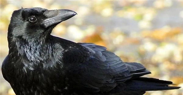 小嘴乌鸦 图源：维基百科