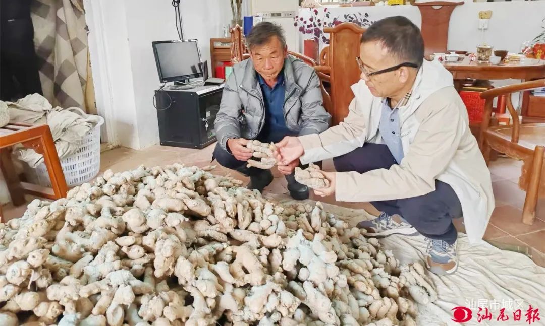 专家到村民家查看姜种萌芽情况。