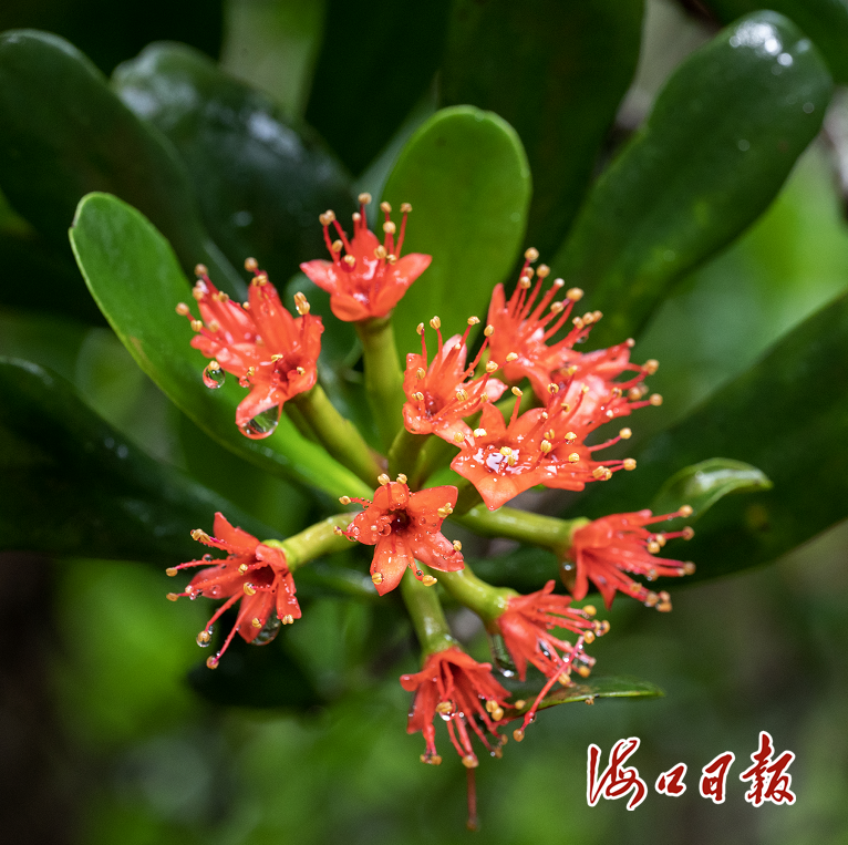 从海口红榄李培育看东寨港生态蝶变|苗圃_新浪财经_新浪网
