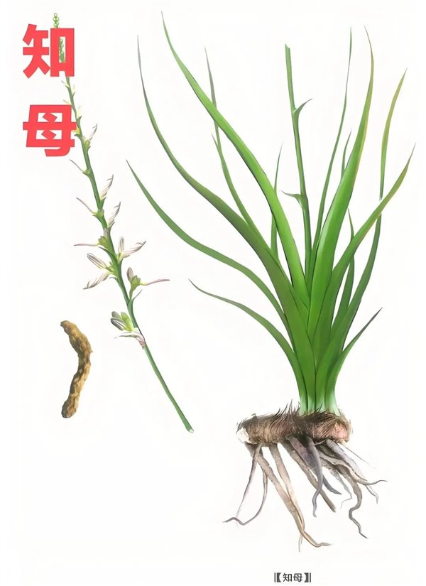 荨麻疹、荨麻:都是“荨” 读音居然不一样! 荨麻疹、荨麻:都是“荨” 读音居然不一样!