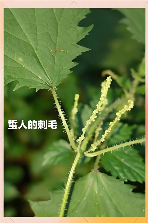 荨麻疹、荨麻:都是“荨” 读音居然不一样! 荨麻疹、荨麻:都是“荨” 读音居然不一样!