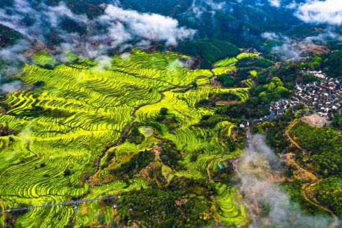 ▲上饶篁岭的春季万亩梯田油菜花。（来源：景区供图）
