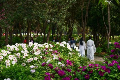 ▲春天来洛阳，主题就是赏牡丹。（来源：中国国花园供图）