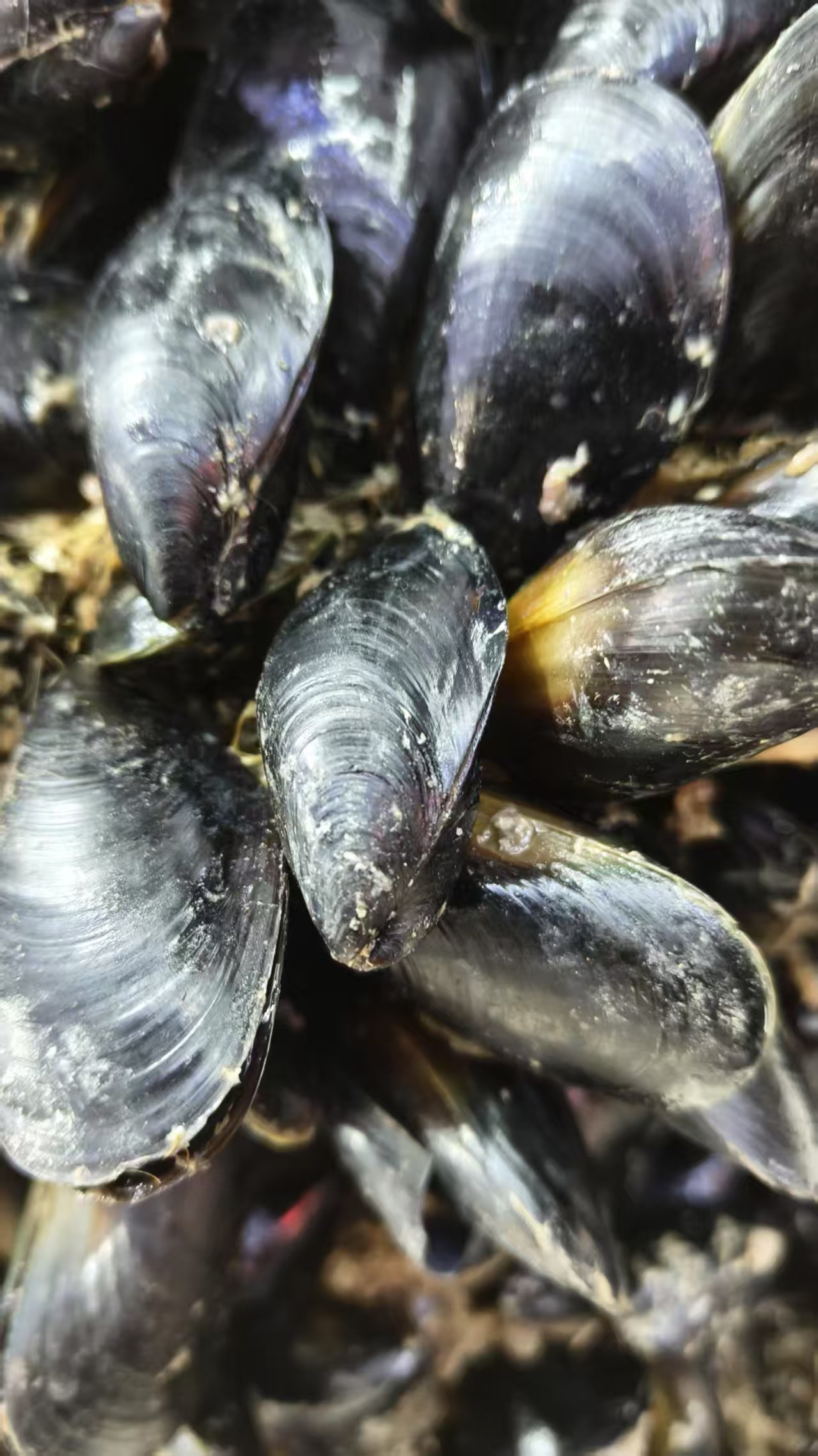 食品安全消费提示|海虹美味营养多 安全食用分时节